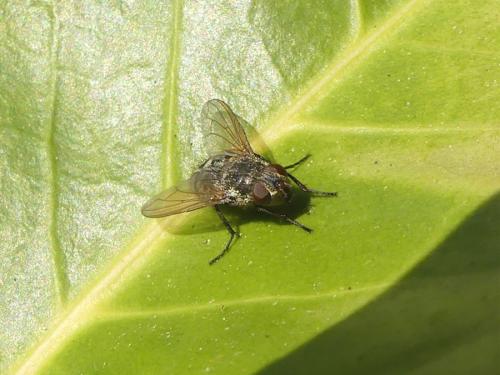 Réf. 295 170 : Pollenia sp.